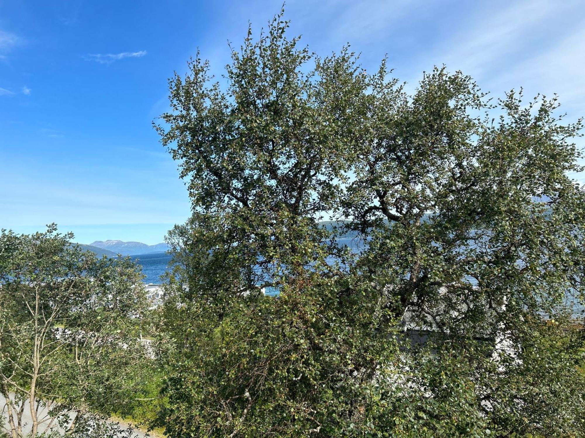 Apartment In Tromso With Sea And Mountain View Eksteriør bilde